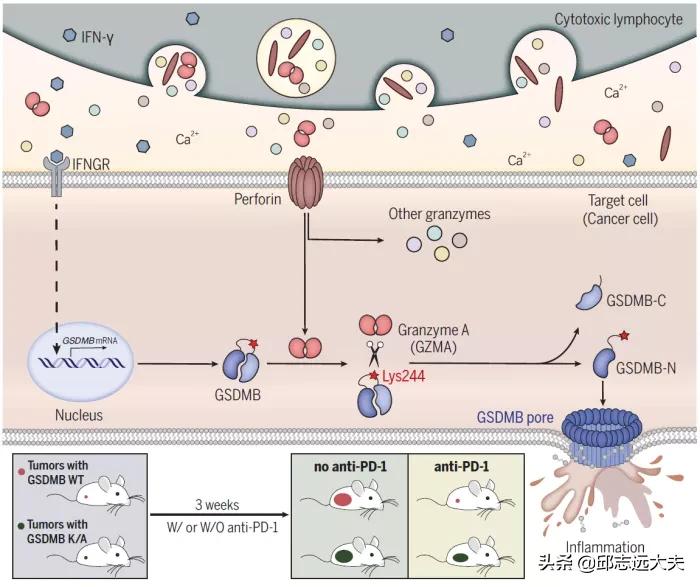 中国免疫学科学家,免疫学领域学者排名