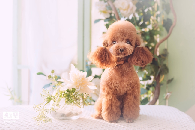 泰迪怎样纠正幼犬咬主人手,泰迪犬总是咬裤脚怎么办