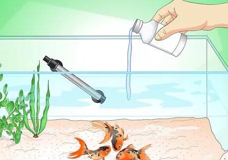 怎么救活金鱼最快最有效,如何挽救快死的金鱼