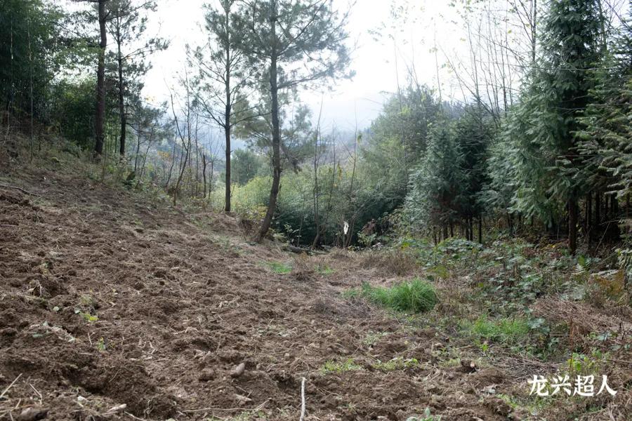 贵州的道地药材天麻,天麻属于哪里的道地药材