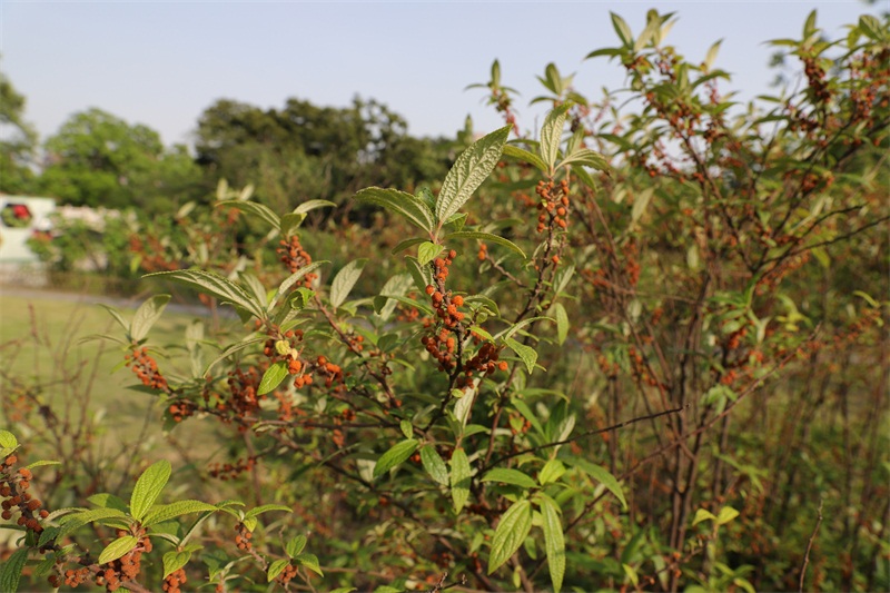 精灵之约植物园,精灵之约什么时候出