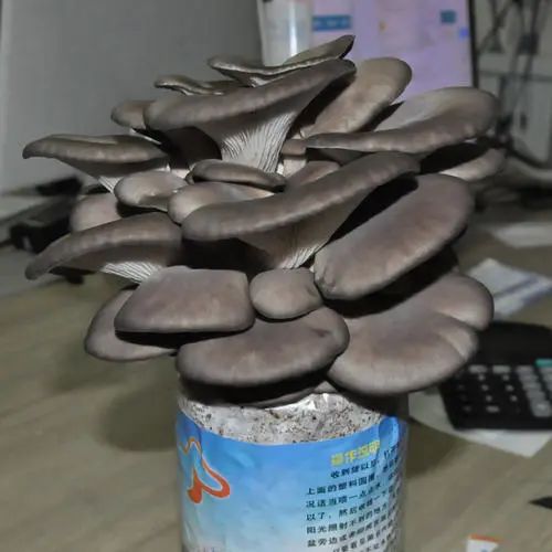 从播种开始养花,蘑菇种植方法及步骤