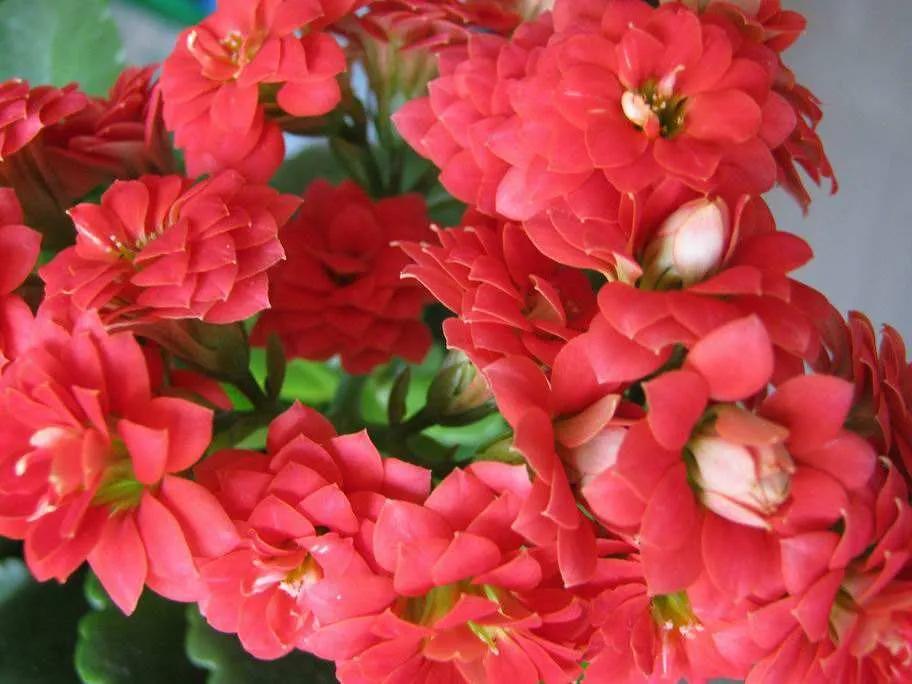 长寿花单瓣品种大全,长寿花100种颜色图片