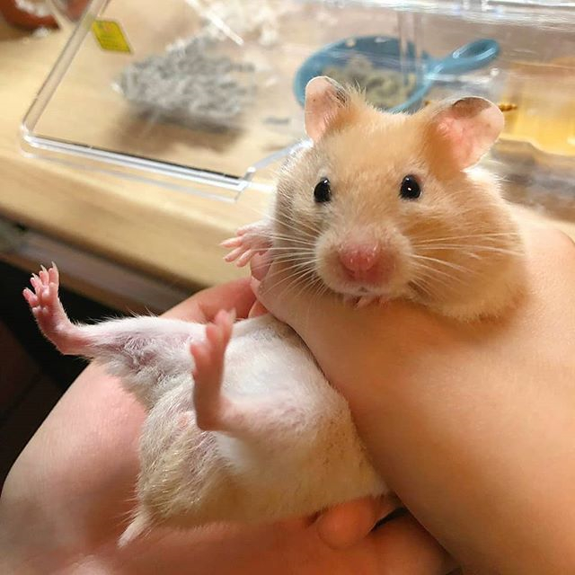 仓鼠想喝水怎么喂它吃食,仓鼠的生活习性和吃食