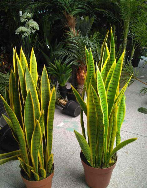 虎皮兰就要这么养叶片饱满又光泽,养好虎皮兰