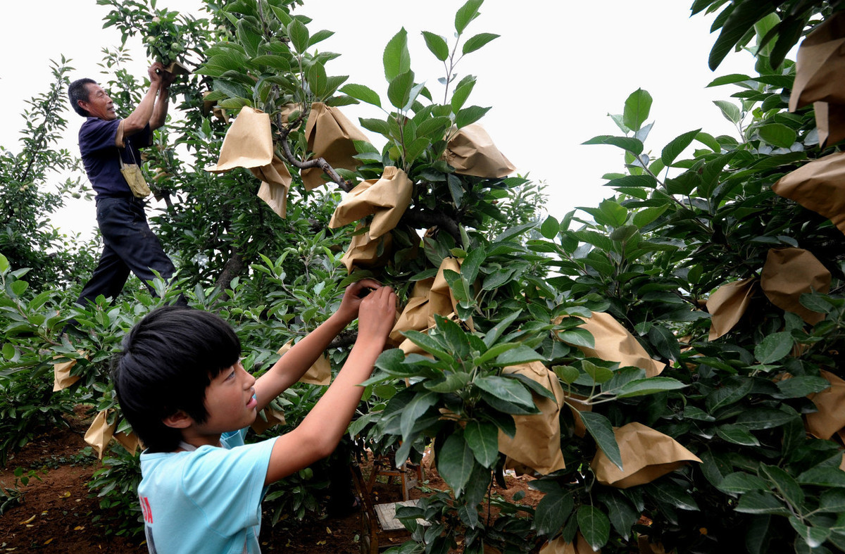 水果套袋比阳光直晒的好吗,水果黑色套袋不会影响阳光照射吗