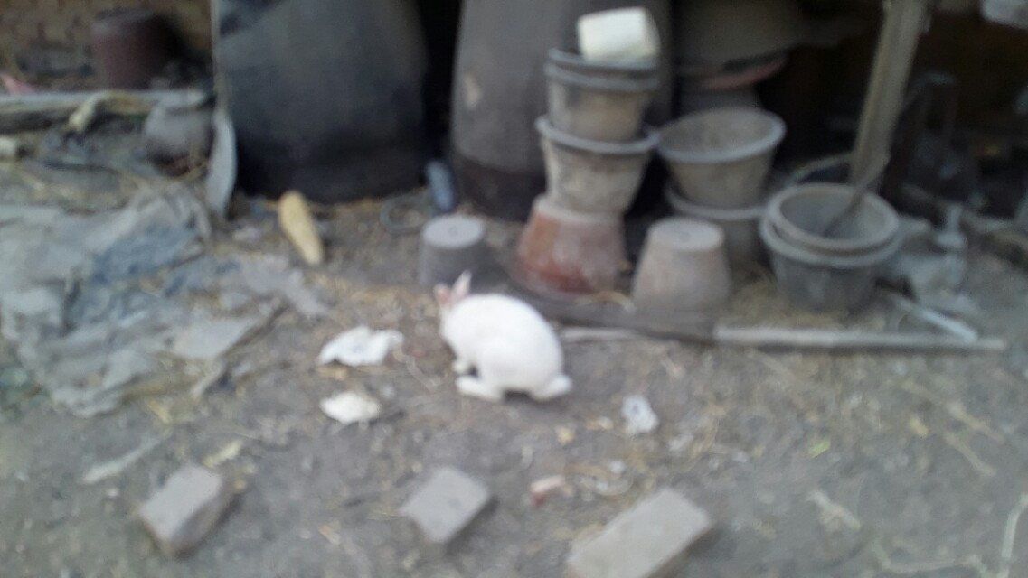 兔子假怀孕的表现,兔子假孕增长体重吗