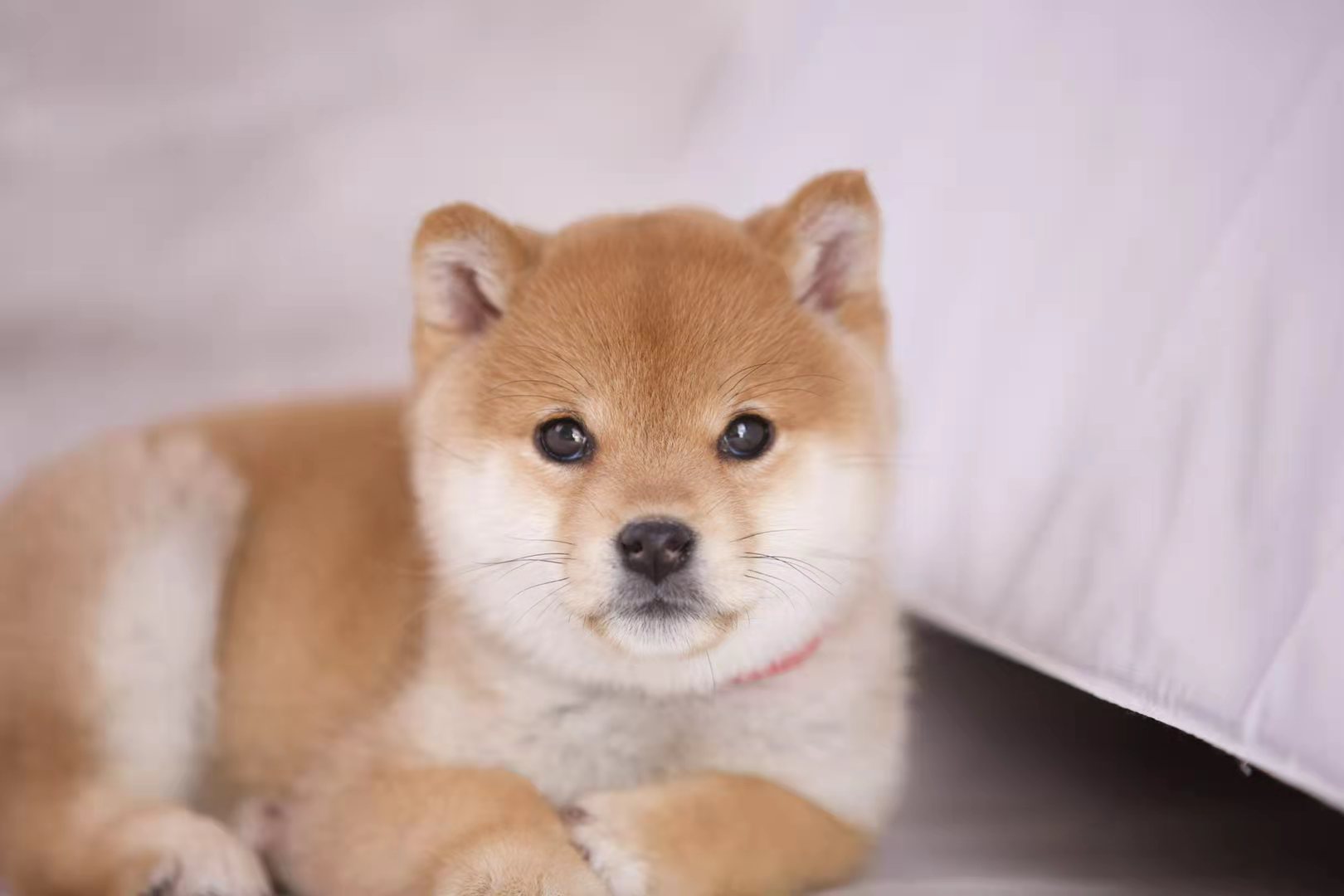 宠物店和犬舍,宠物店和犬舍哪个靠谱