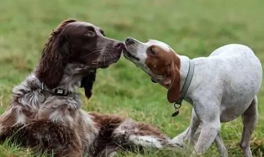 狗狗出门到处闻背后的原因不简单,狗狗频繁出现这5个信号