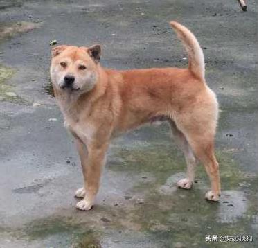 中华田园犬你真正了解过吗,中华田园犬到底多厉害