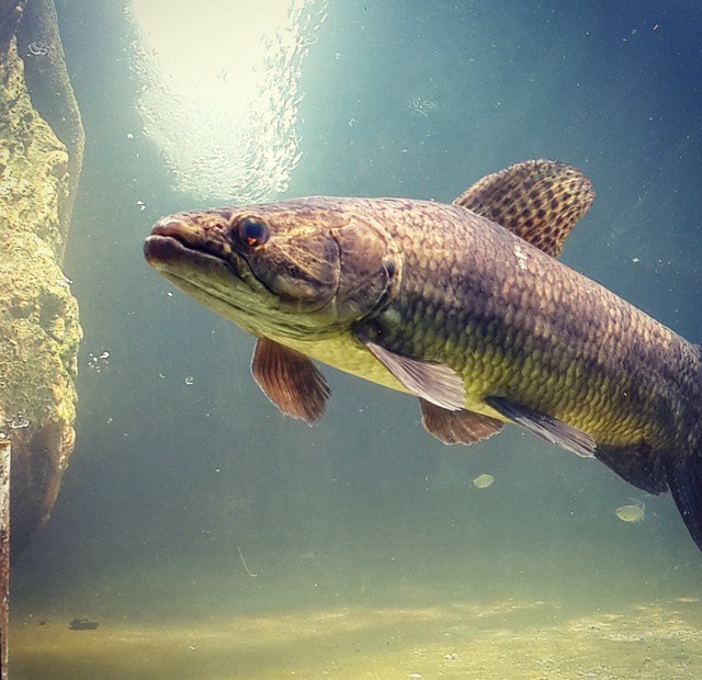 建议穷人养的10种中型观赏鱼,十大养不死的观赏鱼排名