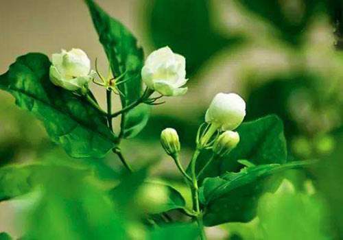 家里养了6种花，花香飘满屋，置身于大自然，心旷神怡