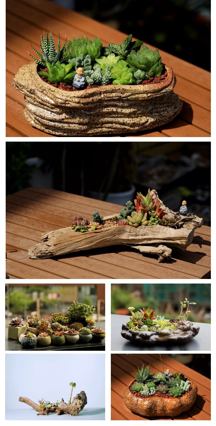 植物之美在于万物皆有情愫,植物之美有哪些