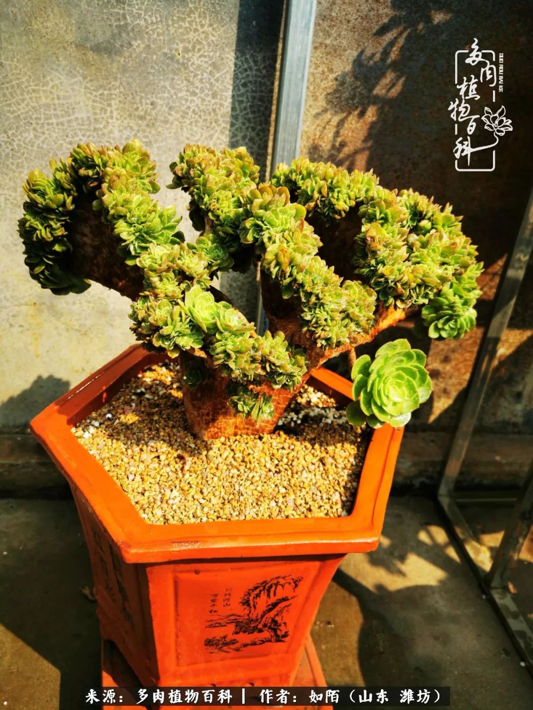 凤凰涅槃,浴火重生!多肉法师圣斗士们的秋天!(附养护经验)