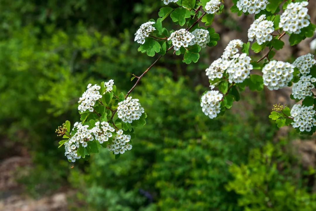 挡不住的惬意！来博山这个私藏胜地，带你过向往的生活