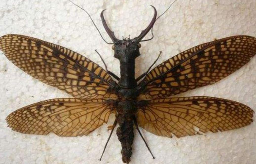 中华巨齿蛉和蜻蜓幼虫,巨齿蛉是蜻蜓吗