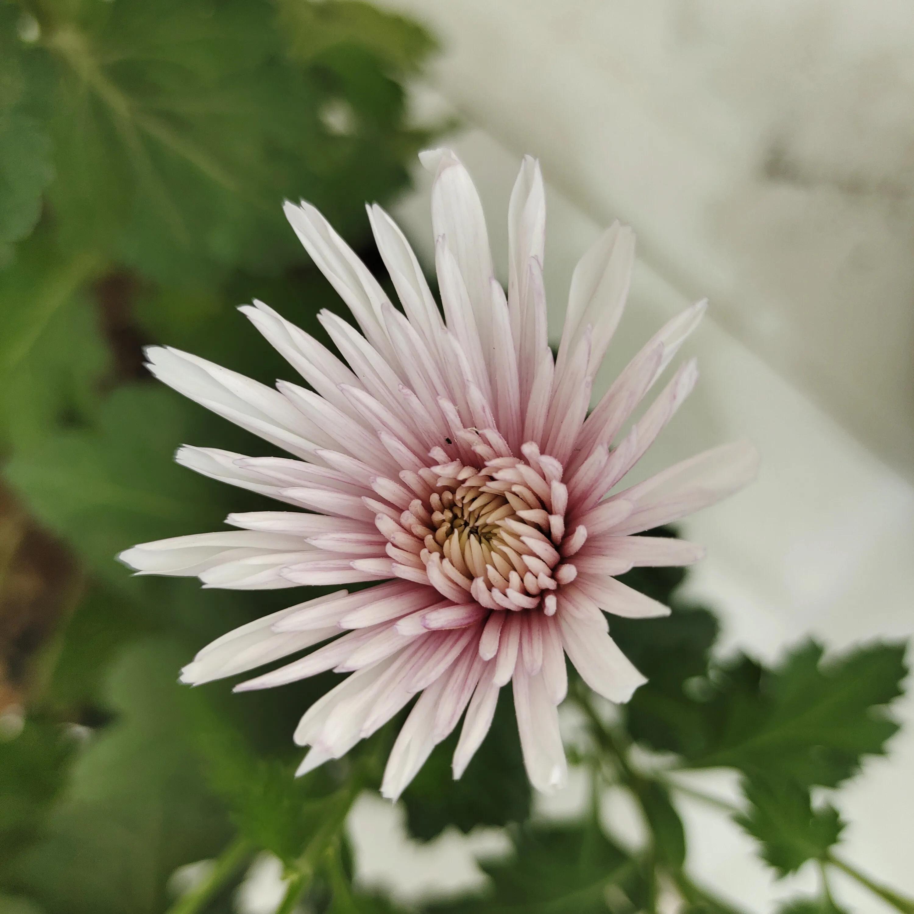 菊花苗怎样种植成活率高,拼多多上买的菊花种子是真的