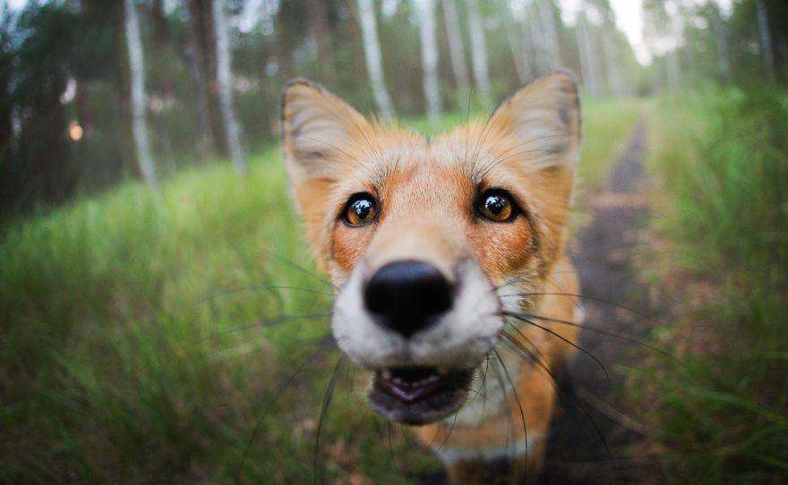 猫咪的胡须和眉毛能剪短吗,猫咪的胡须为啥不能断