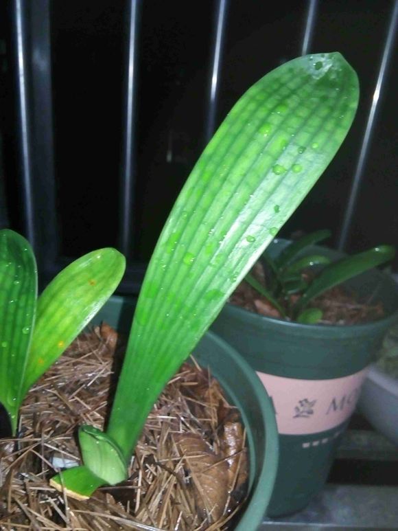 抓一把沙子,抓一把沙子让它飞起来