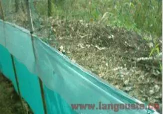 小龙虾育种农田怎样挖才正确,小龙虾种虾塘的管理