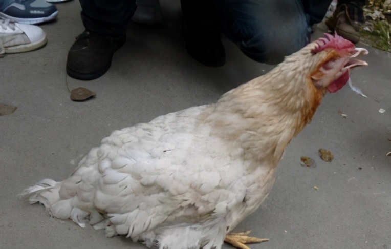 养鸡户的鸡细菌感染怎么办,鸡支气管炎最佳防治方法