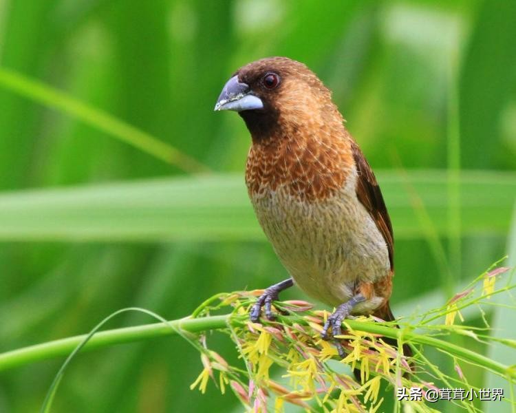 国内允许饲养的鸟一览表,中国合法允许饲养的大型鸟