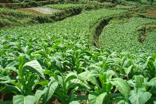 农村农业生意项目推荐,农业种植哪些项目好