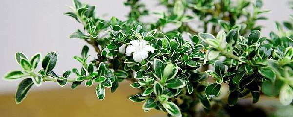 六月雪干枯后急救方法,六月雪干枯了还有救吗