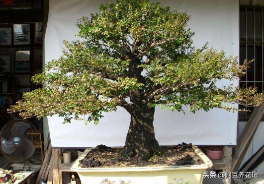 黄檀植物,和小叶紫檀最相似的植物是什么