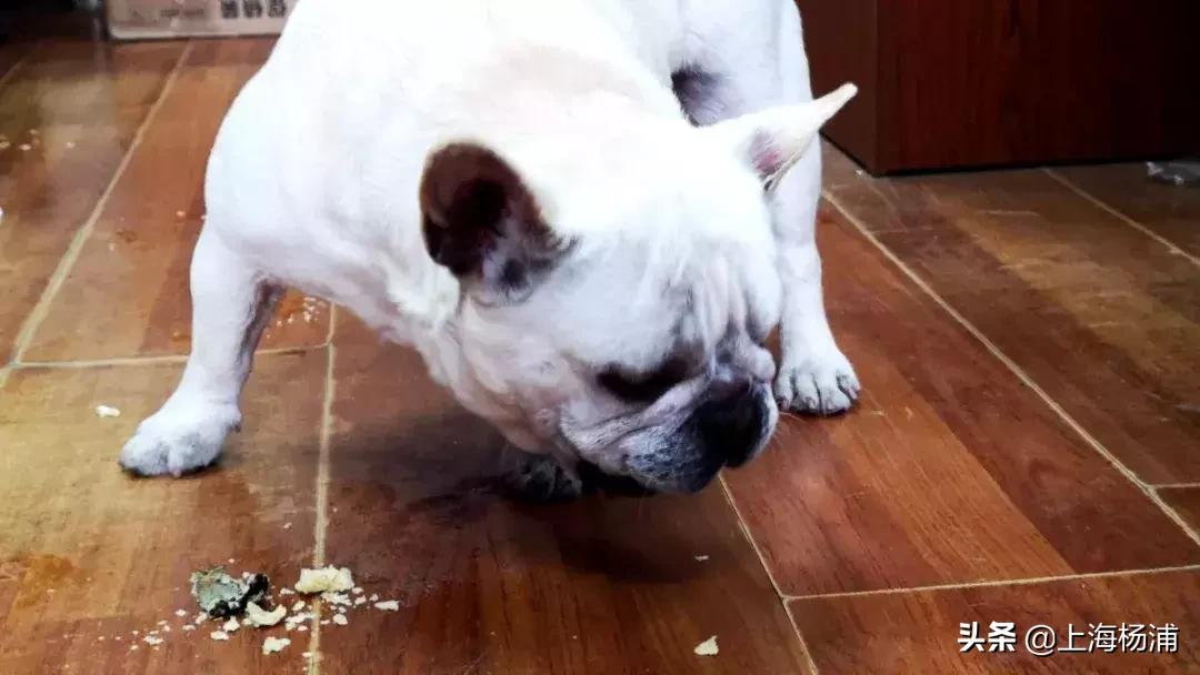 阿拉斯加犬迷路报警,宠物狗走失主人报警求助