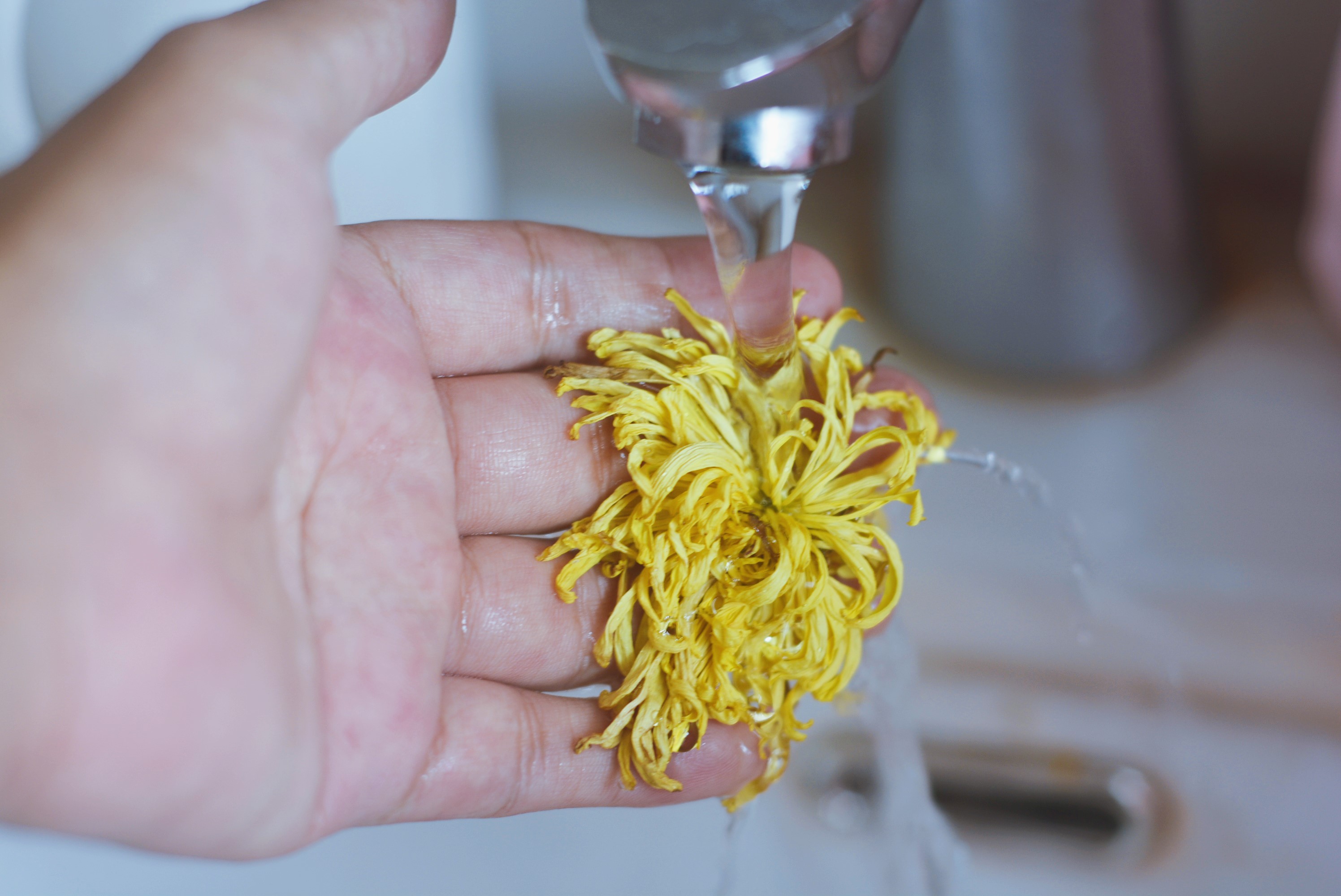 罗汉果菊花茶怎么泡才正确,胖大海菊花茶怎么泡才正确