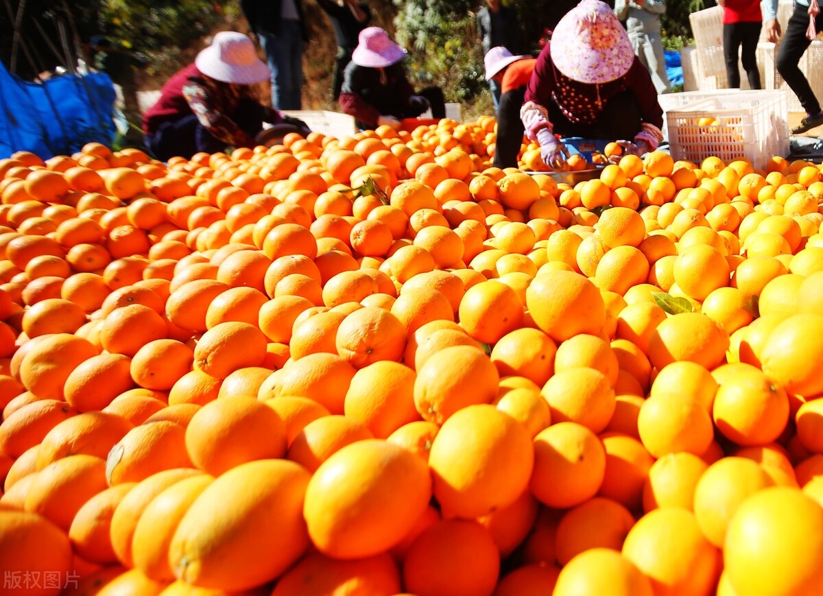 脐橙初期宣传文案,赣南脐橙营销推广语