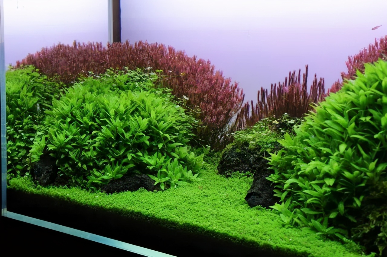 石上的迷你矮+血红宫廷,美的让人心醉