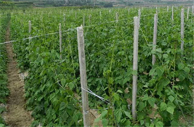 成武县芸豆,成武县白浮镇芸豆几月份成熟