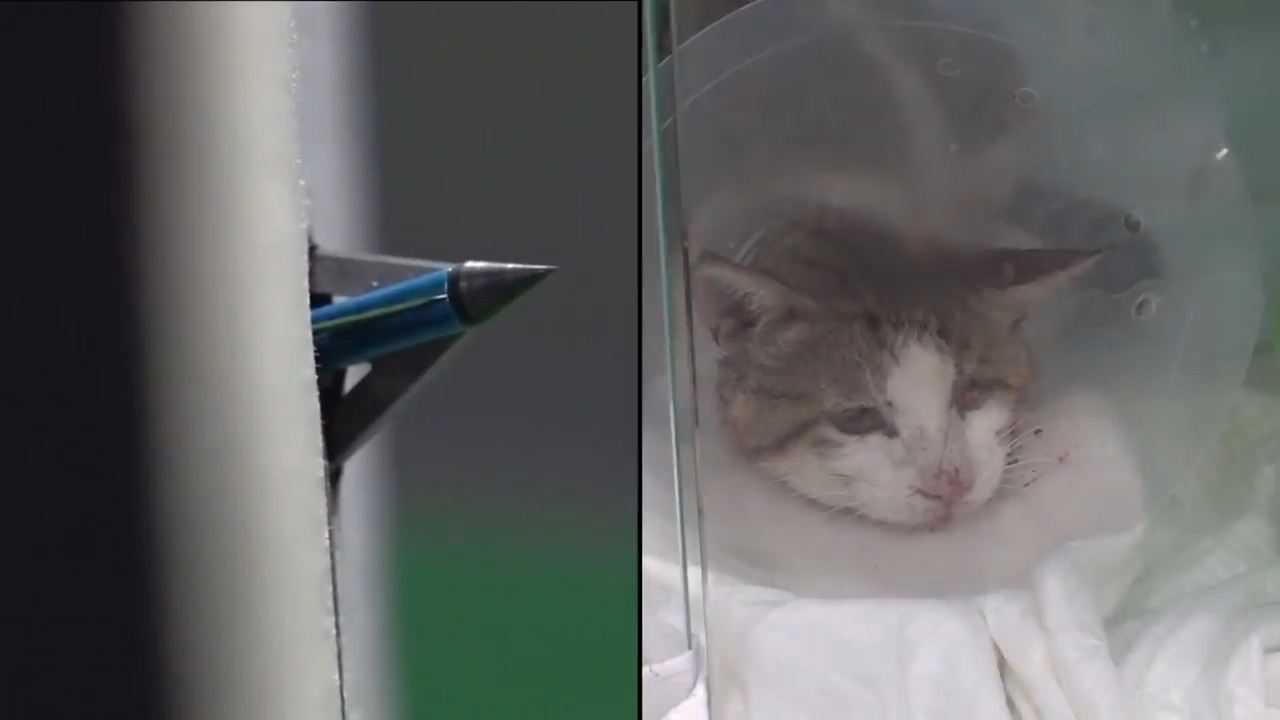 猫咪眼睛被大猫打瞎了,把猫咪当狙击枪玩视频