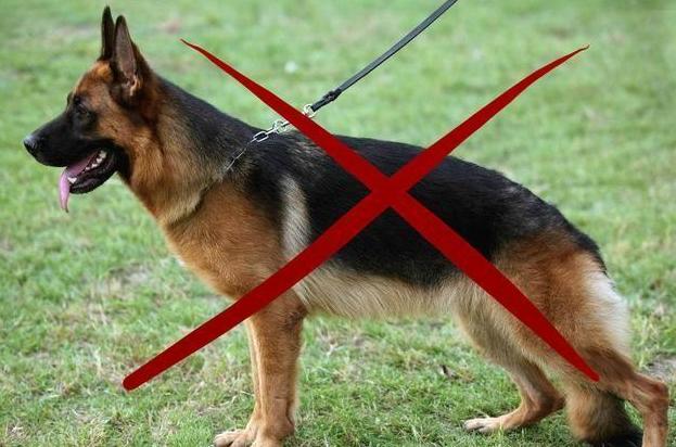 德国牧羊犬被哪些地方禁养,德国牧羊犬为什么不建议养