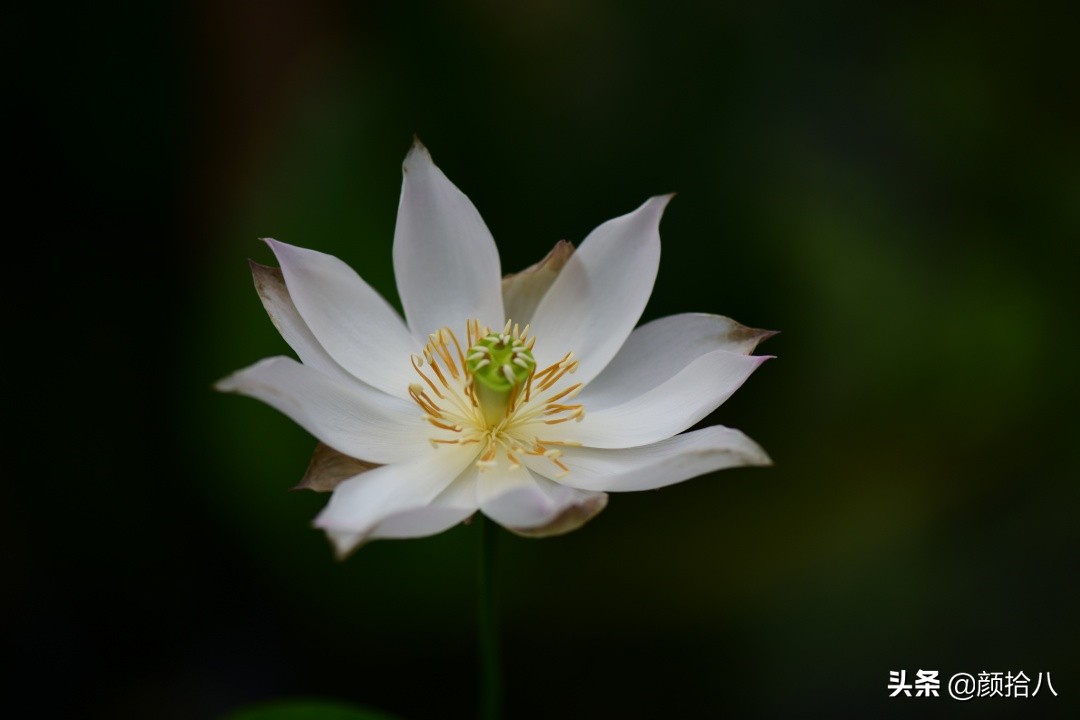 碗莲种藕生长到开花全过程,碗莲种植方法和时间图片
