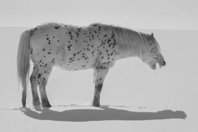 战功赫赫的马，驰骋草原的马，都是蒙古人的浪漫