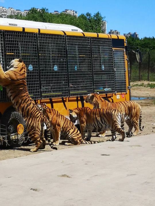 哈尔滨海拉尔呼伦贝尔旅游游记,哈尔滨漠河满洲里旅游攻略