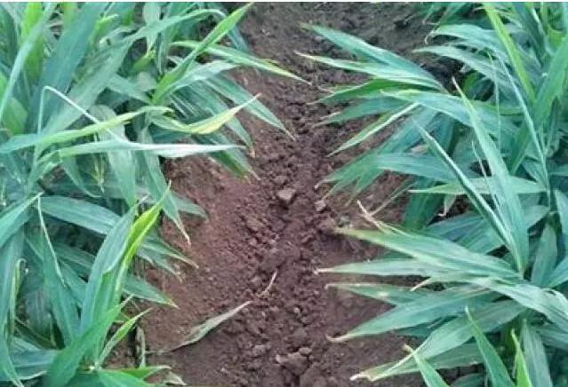 大姜劈库是啥原因,大姜劈杆怎么回事