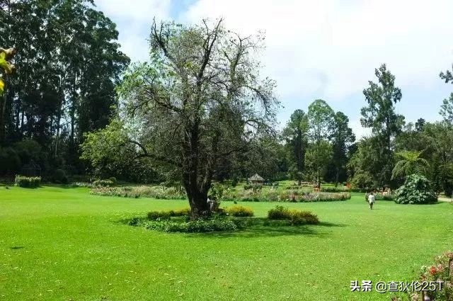 斯里兰卡努沃埃利耶小镇,斯里兰卡努沃勒埃利耶茶厂