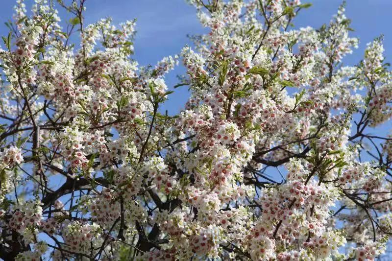 朝阳赏花攻略（建议收藏）