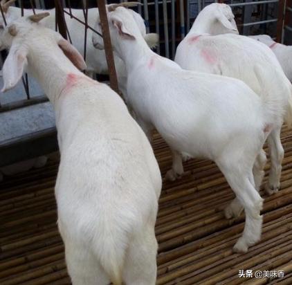 圈养羊和放养的区别,圈养羊和放养羊哪种好