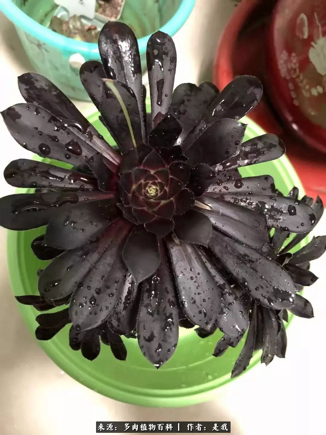 偶遇多肉的感言,偶遇山中多肉