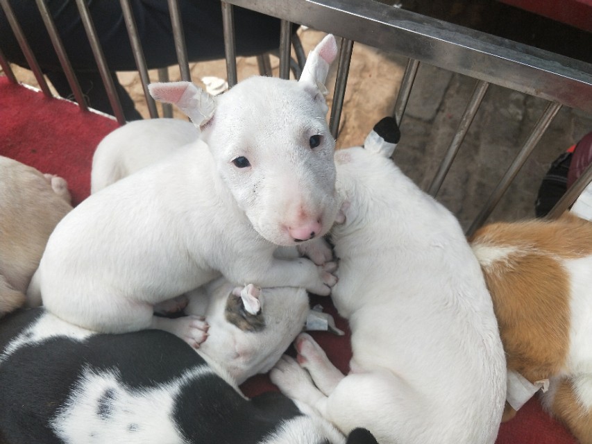 开封狗市抓狗视频,开封狗市拉布拉多和金毛的视频