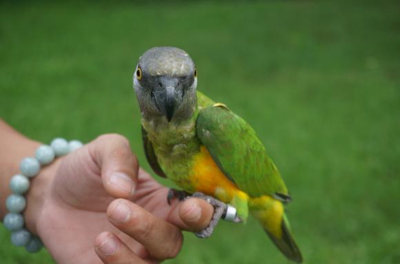 灰机鹦鹉品种,黑色鹦鹉品种推荐大全视频