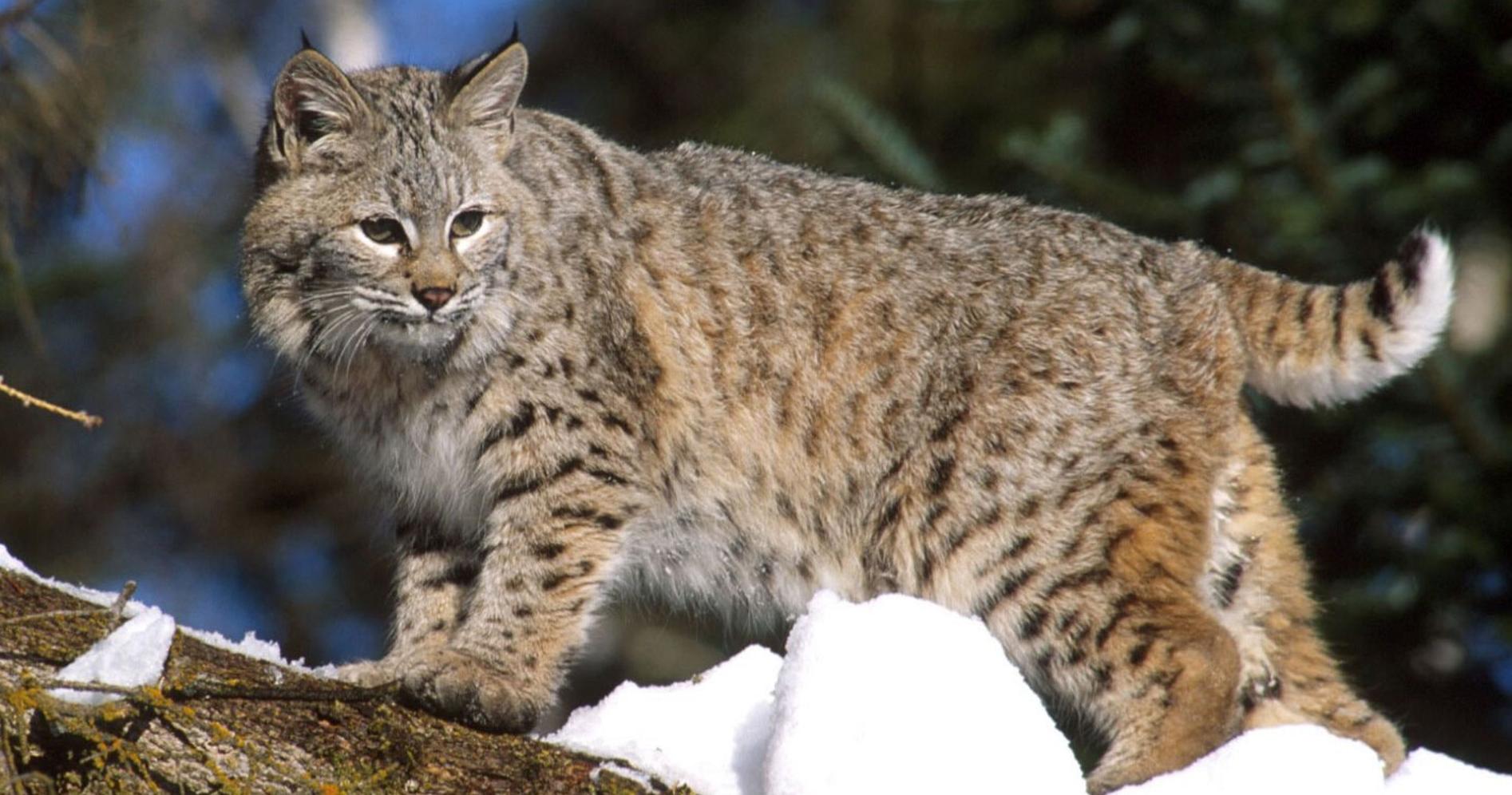 加拿大短尾猫捕食渔貂,渔貂和短尾猫搏斗视频