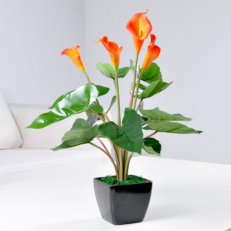 网上购买盆栽花卉可靠吗安全吗,网购花卉注意什么