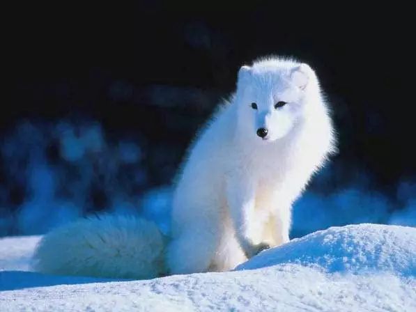 72种名犬分类介绍及图片,72种名犬及图片