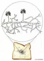 初中生物会考复习计划,初中生物会考复习资料全套